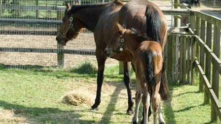 2015 Colt by Nathaniel 